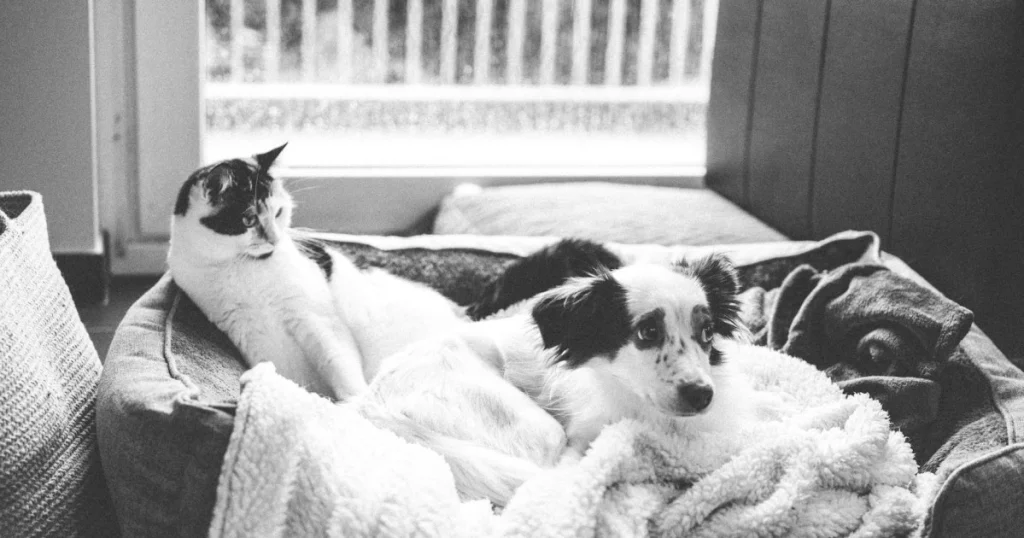 Como Introduzir um Pet Novo em Casa com Outros Animais como introduzir pet novo em casa com outros animais