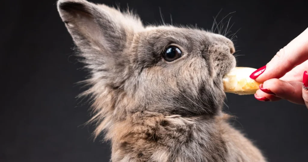 como cuidar de coelho como animal de estimação