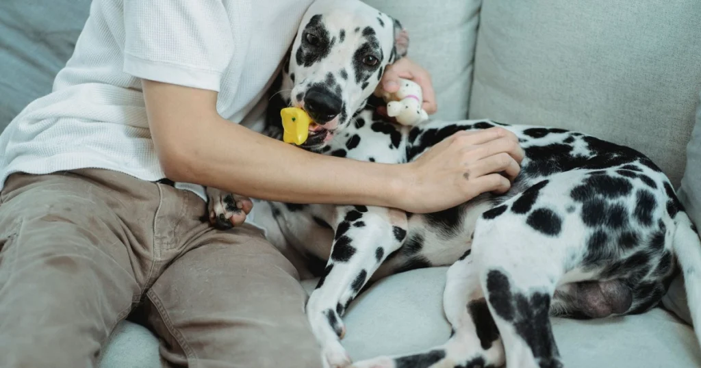 como escolher brinquedo ideal para cada pet