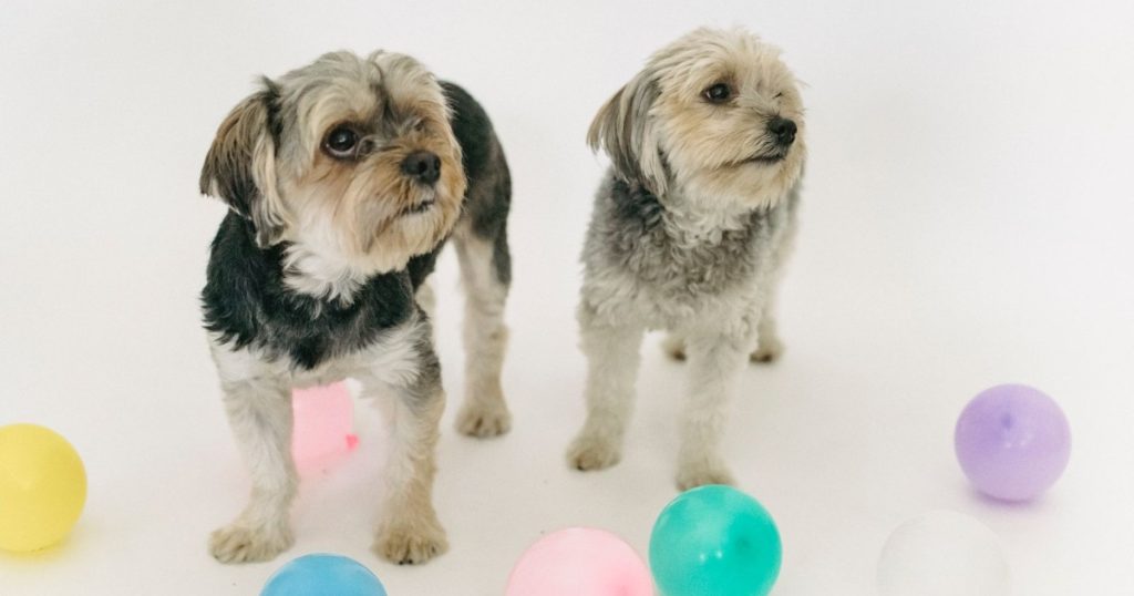 dicas para castrar pet e benefícios
