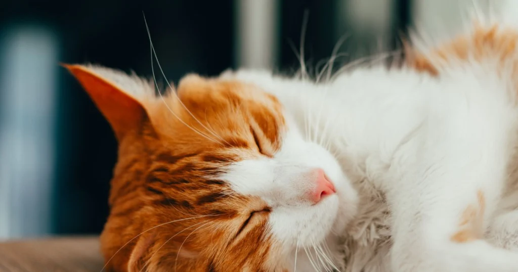 o que é diabetes em gatos e como tratar