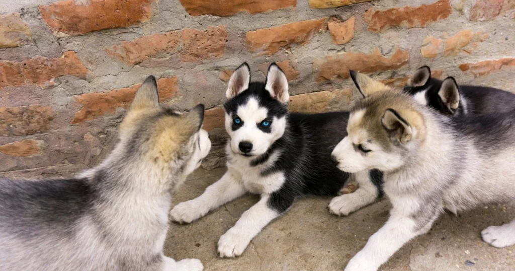 Como socializar cachorro com pessoas e animais: dicas práticas como socializare cachorro com pessoas e animais