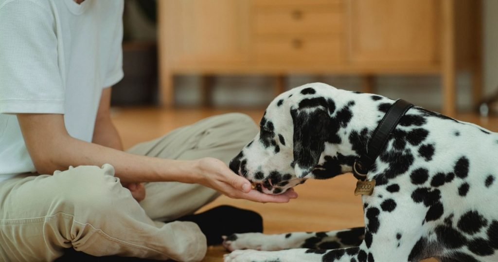 como adestrar cachorro em casa do zero
