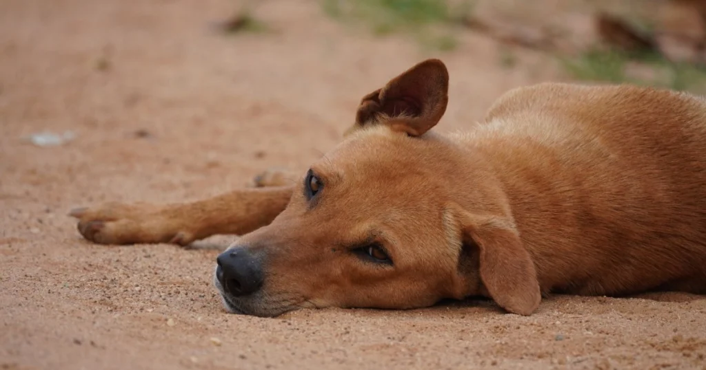 O que é leishmaniose canina e como prevenir: Guia Completo o que é leishmaniose canina e como prevenir