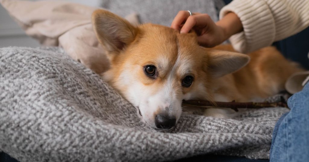 o que é dermatite atópica em cães