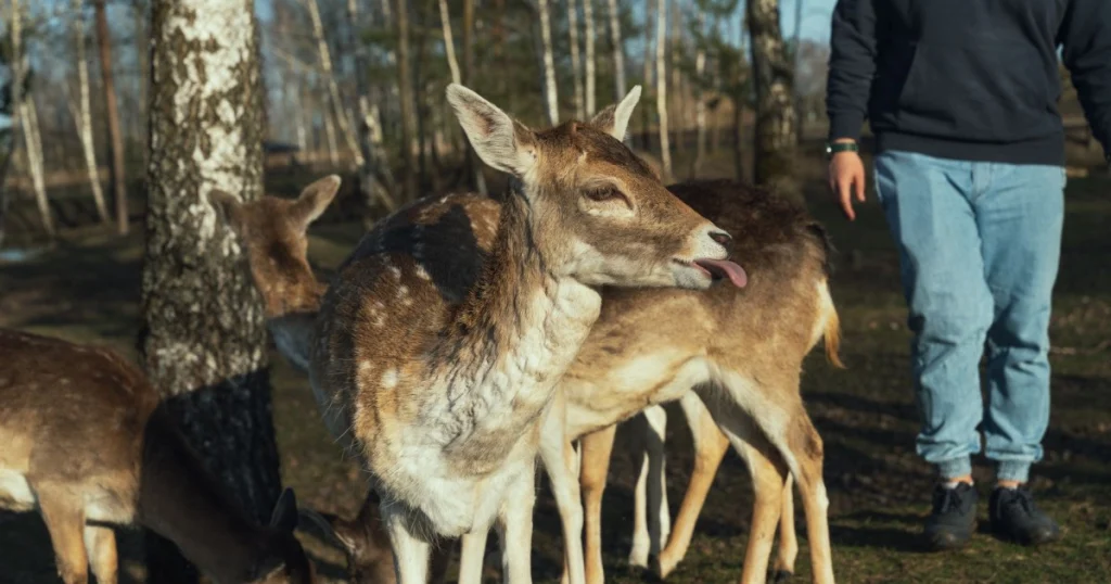 Animais que Poderiam Extinguir Humanos: Conheça os Perigos animais que poderiam extinguir humanos