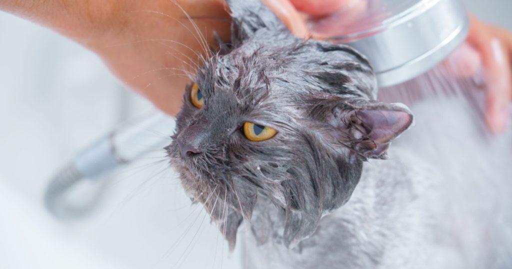como dar banho em gato sem se machucar