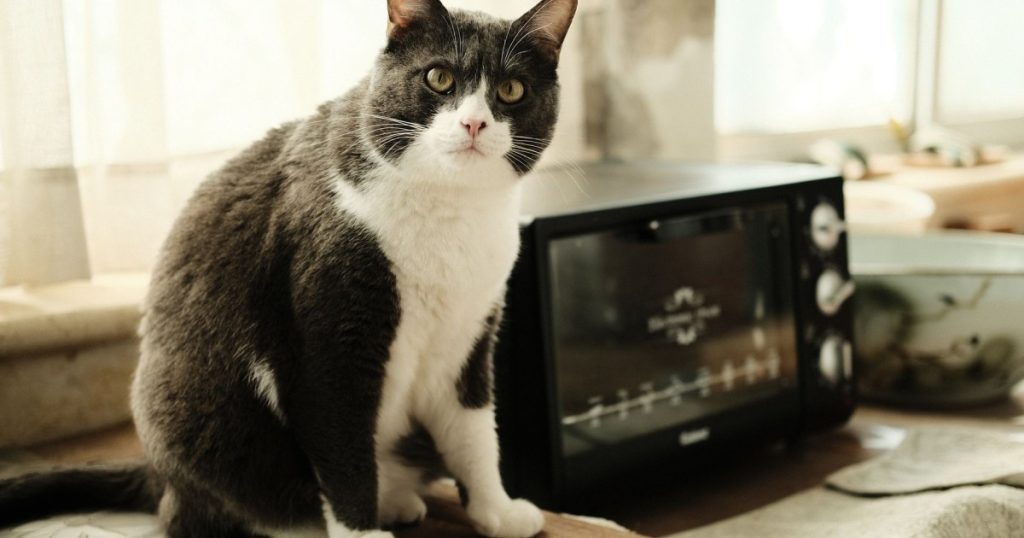 o que é e como evitar obesidade em pets