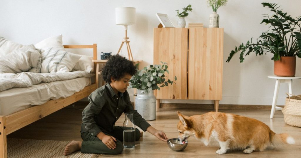 dicas para manter a saúde dental do seu pet