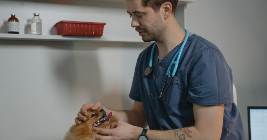 Como Escolher o Melhor Veterinário para Meu Pet como escolher o melhor veterinário para meu pet