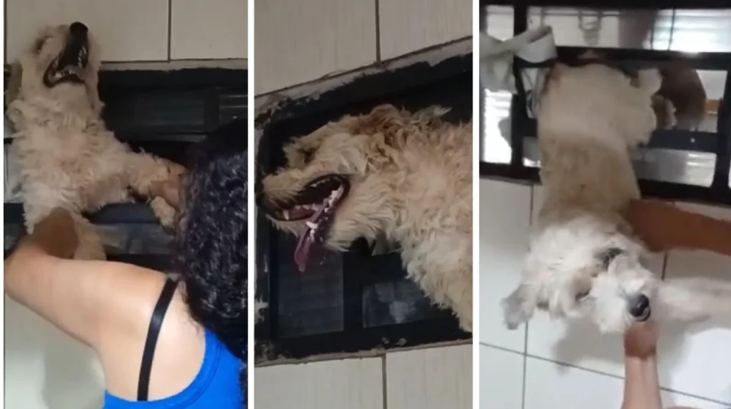 Cachorro fica preso em janela durante queima de fogos em São Carlos: tutor quebra grade para resgatar animal