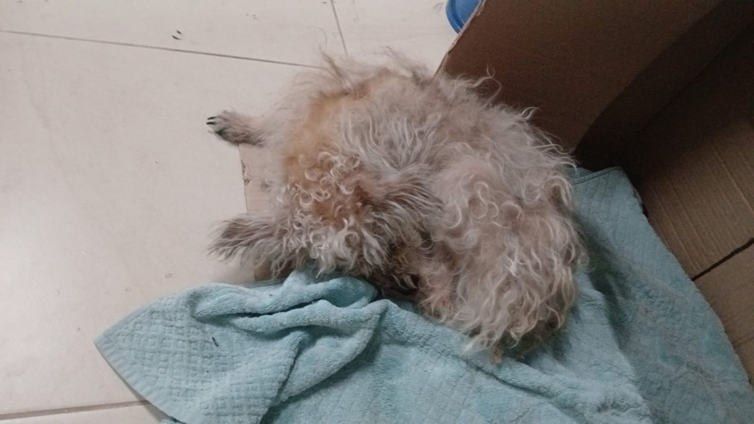 Cadela resgatada de bueiro é encontrada abandonada nas ruas de Jundiaí, interior de SP
