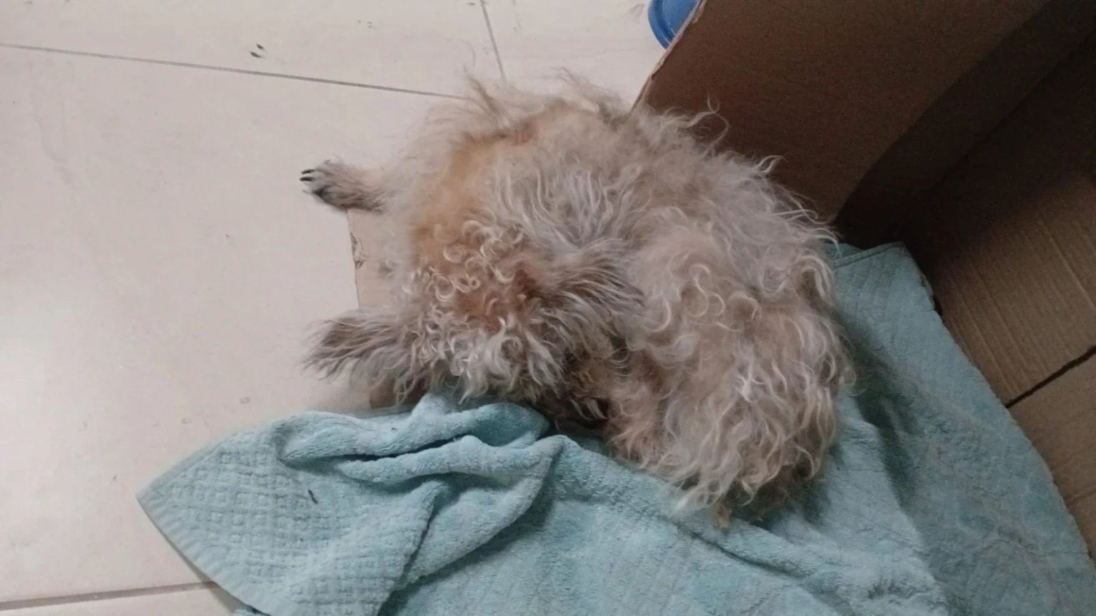 Cadela resgatada de bueiro é encontrada abandonada nas ruas de Jundiaí, interior de SP