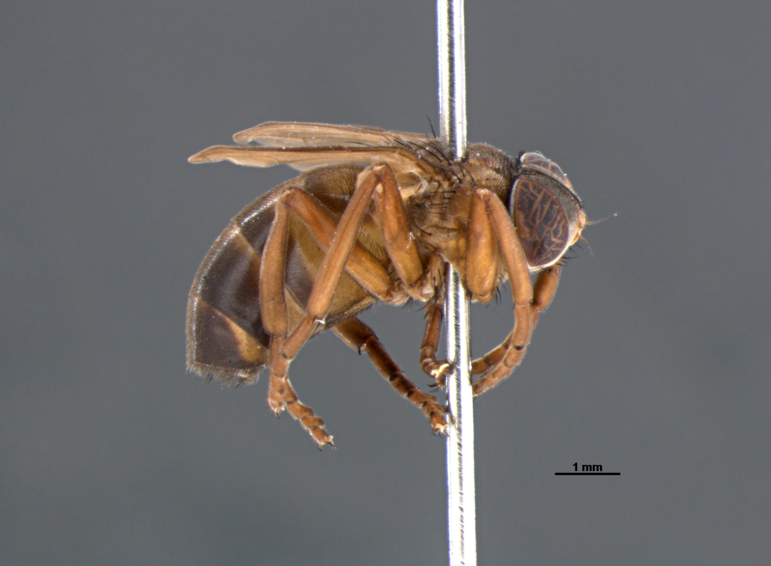 Nova espécie de mosca intriga cientistas ao viver entre 1 milhão de vespas sem ser atacada