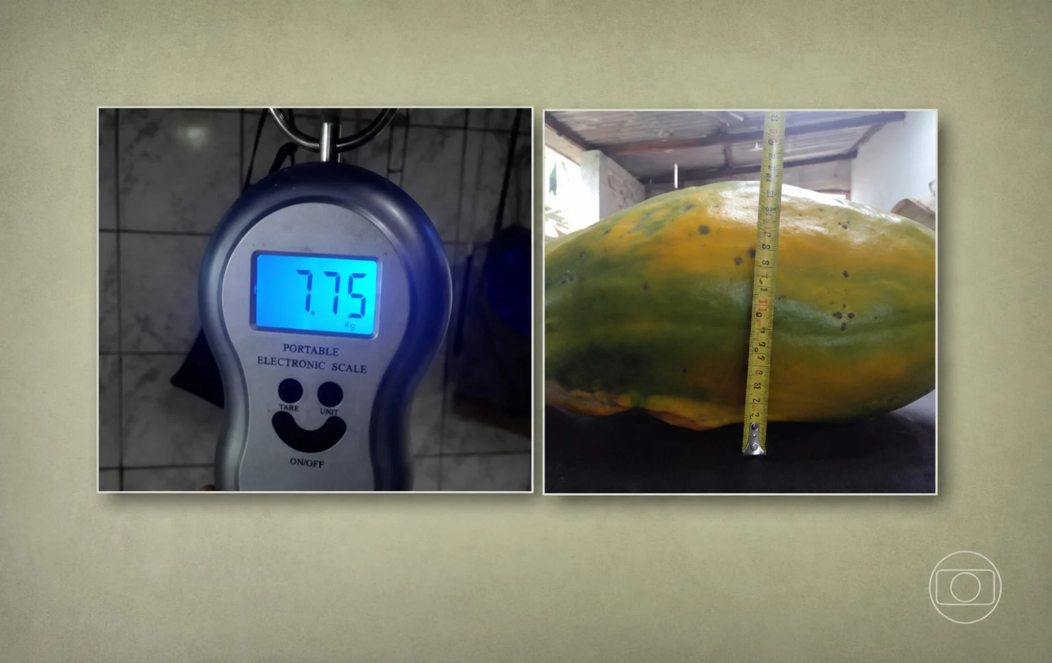 Produtor surpreende ao colher mamão de 7,75 kg em São Pedro, interior de São Paulo