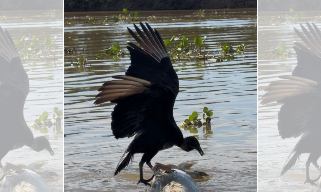 Urubu tenta se alimentar de jacaré no Pantanal e acaba em situação inusitada