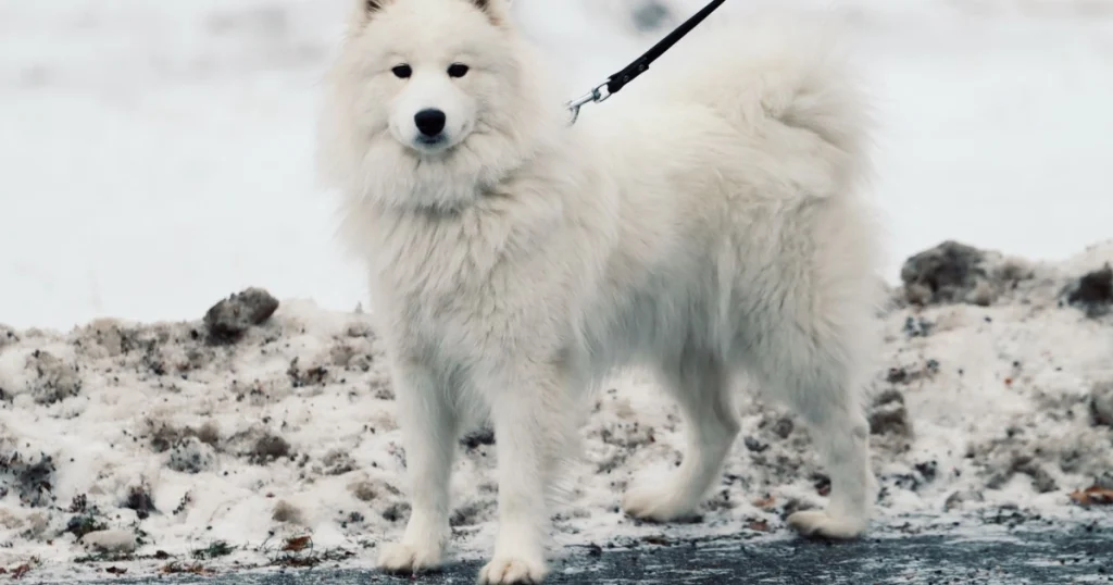 dicas para cuidados de pets em climas frios