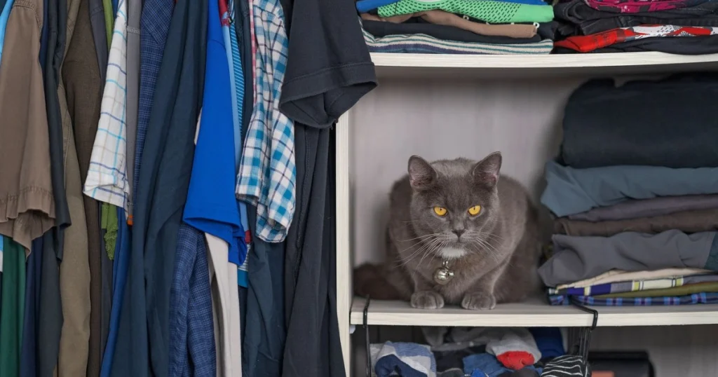 Como Montar um Espaço Seguro para o Gato: Dicas Práticas como montar um espaço seguro para o gato