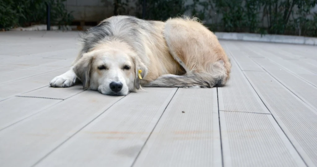 Cólica em Cães: O Que É e Como Tratar o que é e como tratar cólica em cães