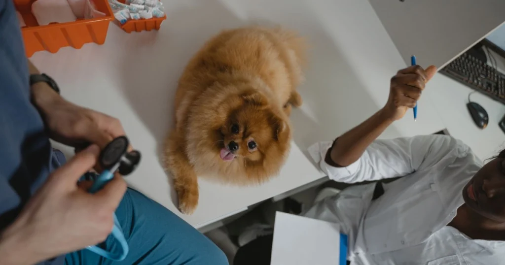 o que é planejamento de cuidados para pets
