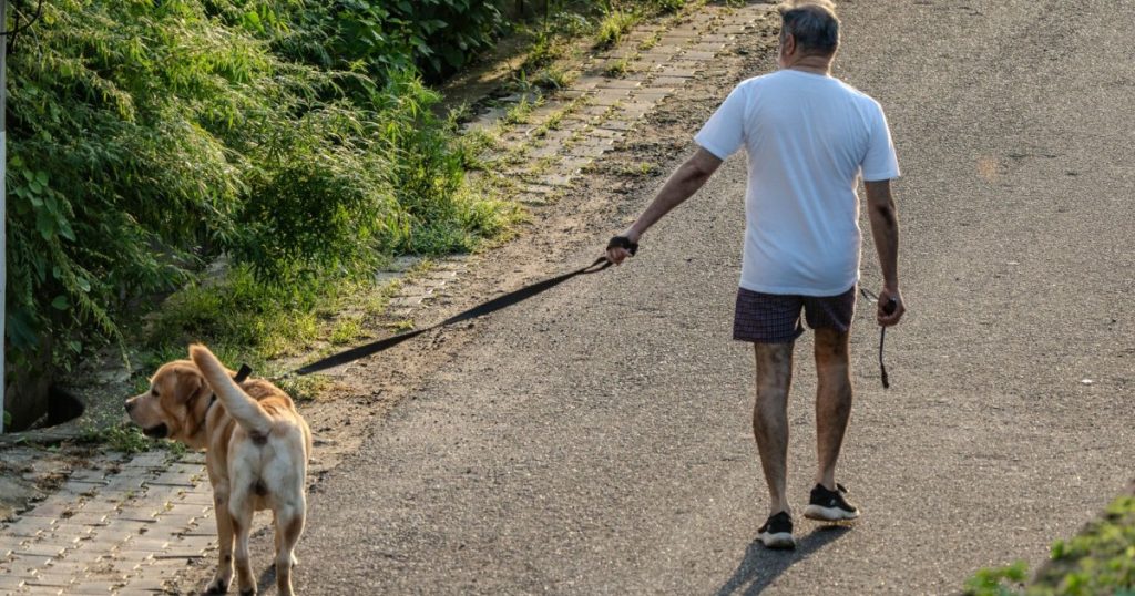 como prevenir doenças comuns em pets idosos
