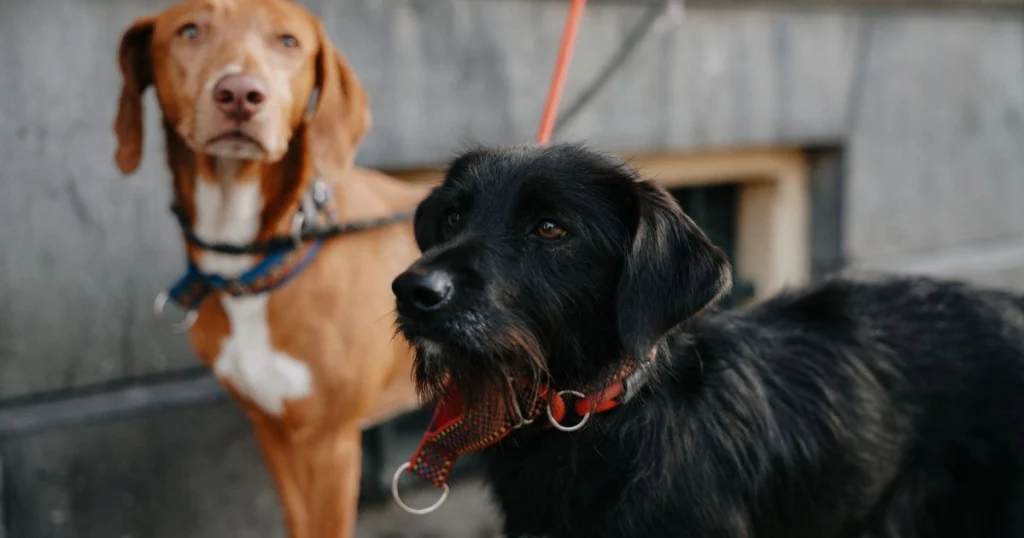 como ensinar o cachorro a não puxar na coleira