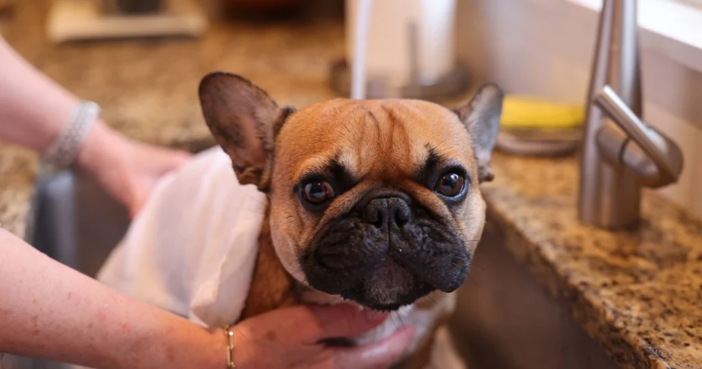 Como Preparar Banho em Casa para o Cachorro: Dicas e Cuidados como preparar banho em casa para o cachorro