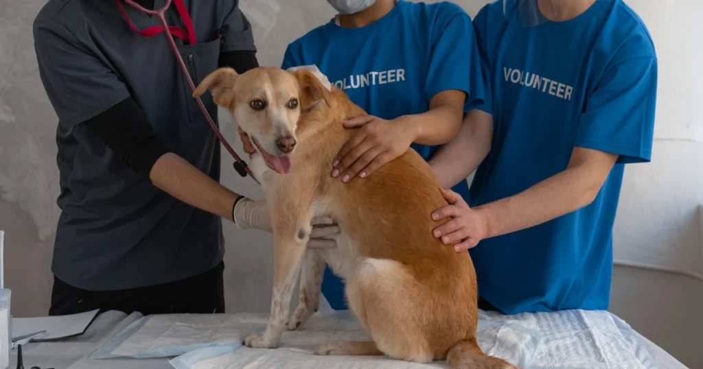 Cuidados Essenciais: O Que Observar em Primeiros Socorros para Pets o que observar em primeiros socorros para pets