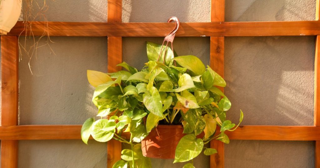 Como Fazer um Jardim Vertical em Casa: Dicas Práticas e Acessíveis como fazer um jardim vertical em casa