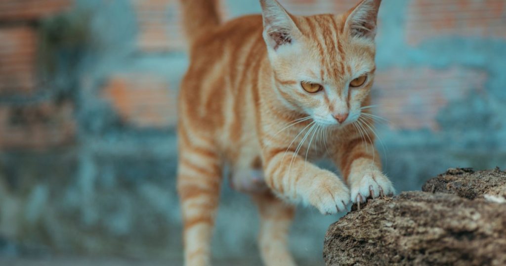 Dicas para evitar que o gato arranhe os móveis dicas para evitar que o gato arranhe os móveis