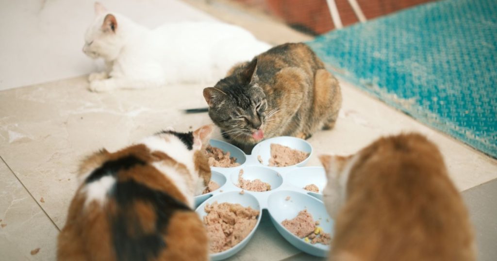 o que é alergia alimentar em cães e gatos