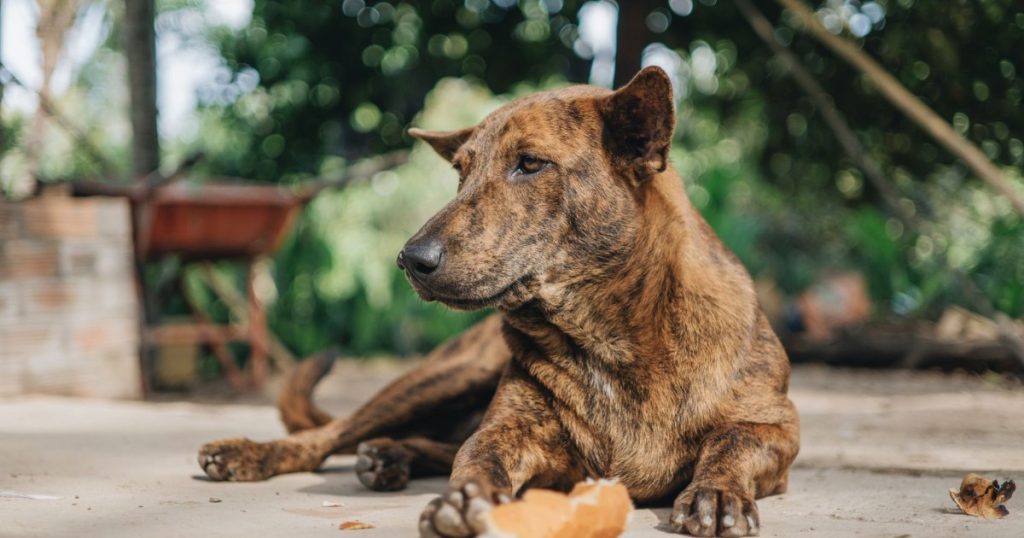 o que fazer quando o cachorro come cocô