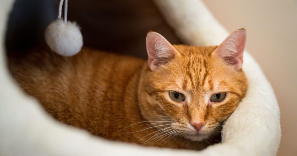 como escolher a cama ideal para meu pet