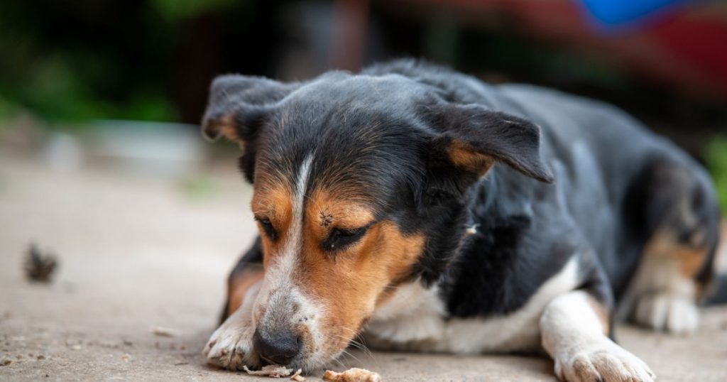 Melhores Alimentos Naturais para Cães e Gatos: Guia Completo melhores alimentos naturais para cães e gatos