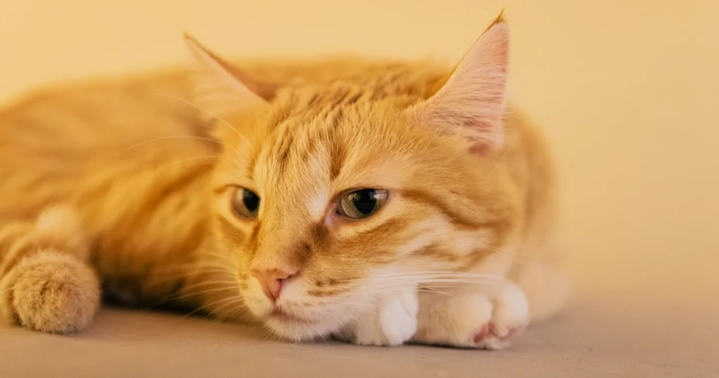 O que é a Doença Renal Crônica em Gatos e Como Cuidar? o que é a doença renal crônica em gatos