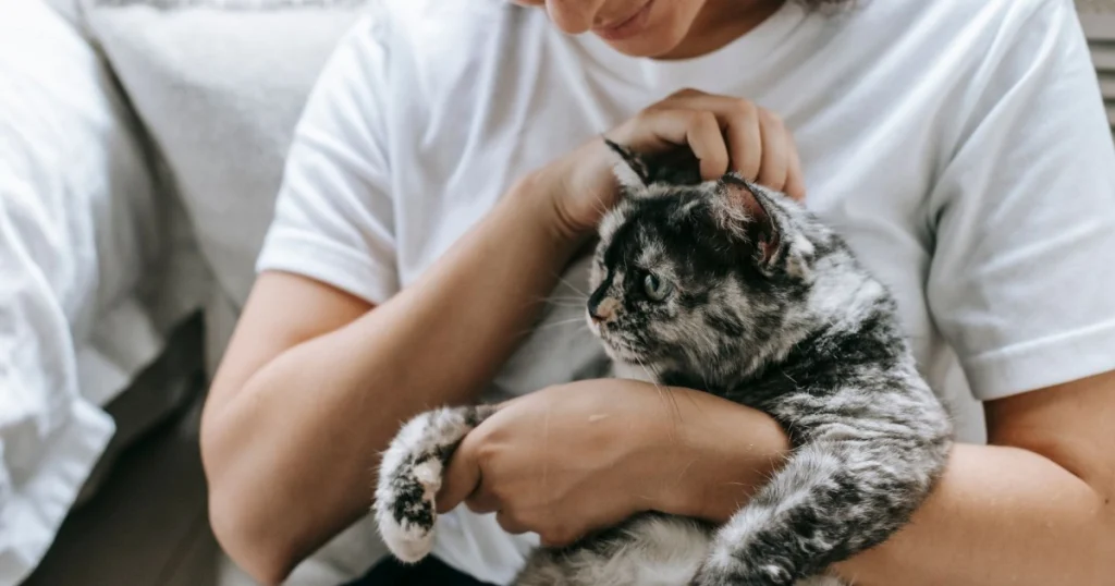 Dicas para Cuidar da Saúde Mental do Pet dicas para cuidar da saúde mental do pet