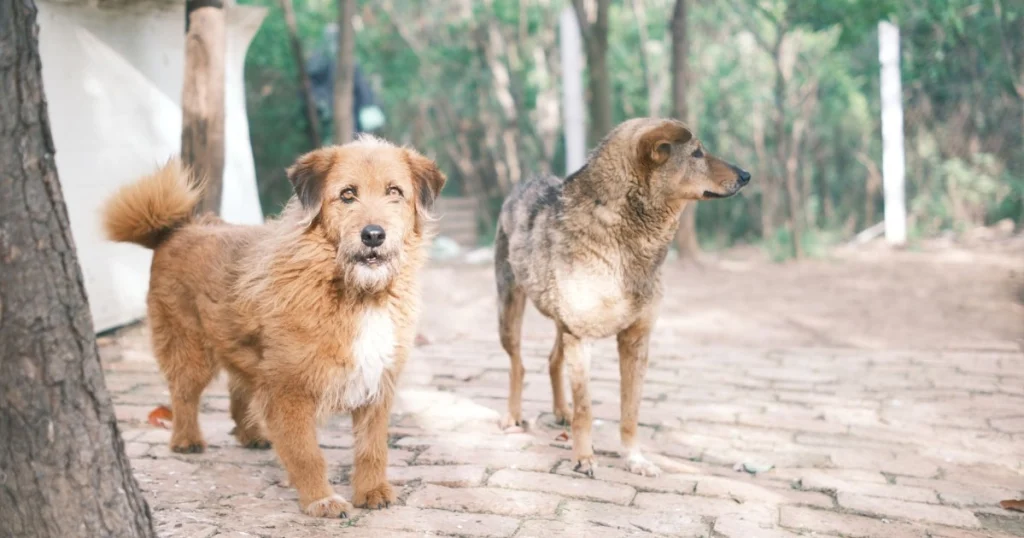 o que é e como prevenir a leishmaniose em cães