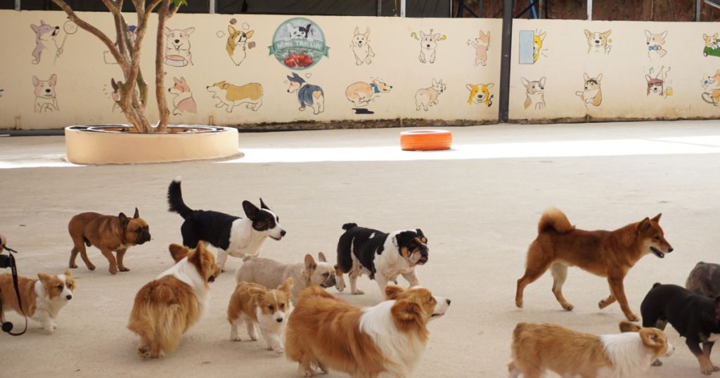 Como Socializar Filhote de Cachorro com Outros Cães: Guia Completo como socializar filhote de cachorro com outros cães