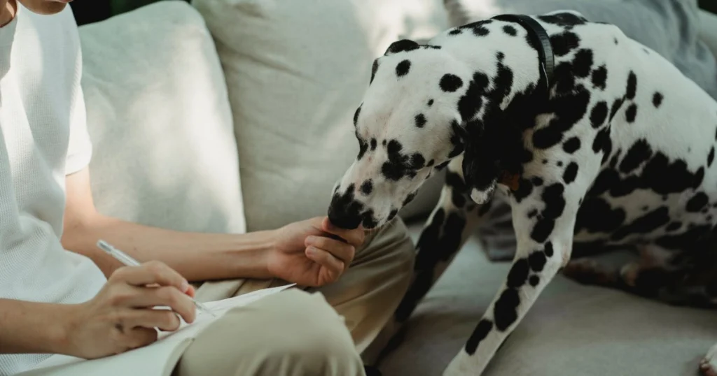 dicas para escolher o nome ideal para o pet