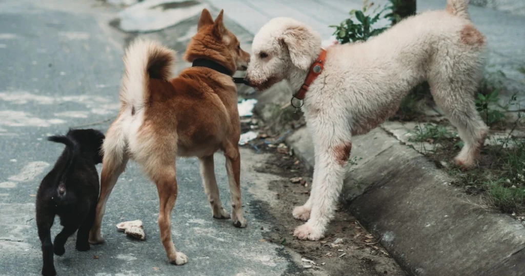 dicas para socializar cachorro com gatos