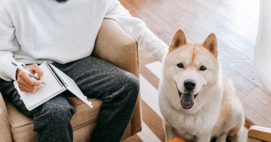 dicas para manter o pet ativo em ambientes fechados