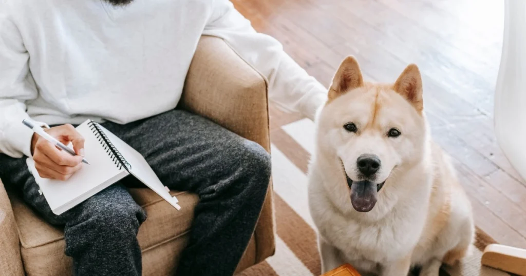 Dicas para Manter o Pet Ativo em Ambientes Fechados dicas para manter o pet ativo em ambientes fechados