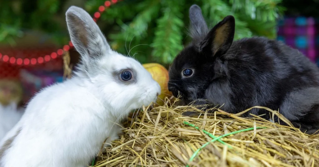 dicas para cuidados com coelhos em casa