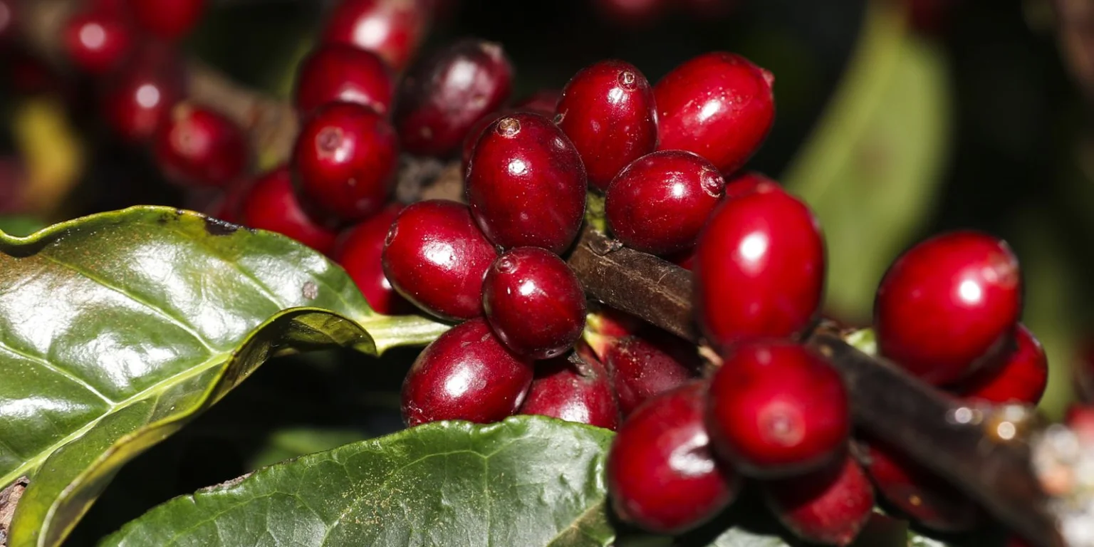 Brasil isenta aeronaves, óleo, café e carne de tarifaço dos EUA