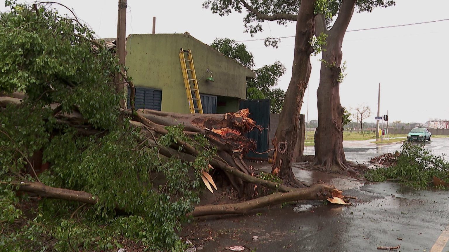 Casal de aposentados enfrenta desafios após ter casa destruída por queda de árvore durante temporal em Ribeirão Preto