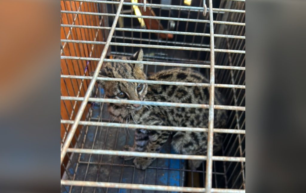 Resgate emocionante: gato-maracajá machuca pata ao entrar em galinheiro e é salvo pela Defesa Civil em Fartura, SP