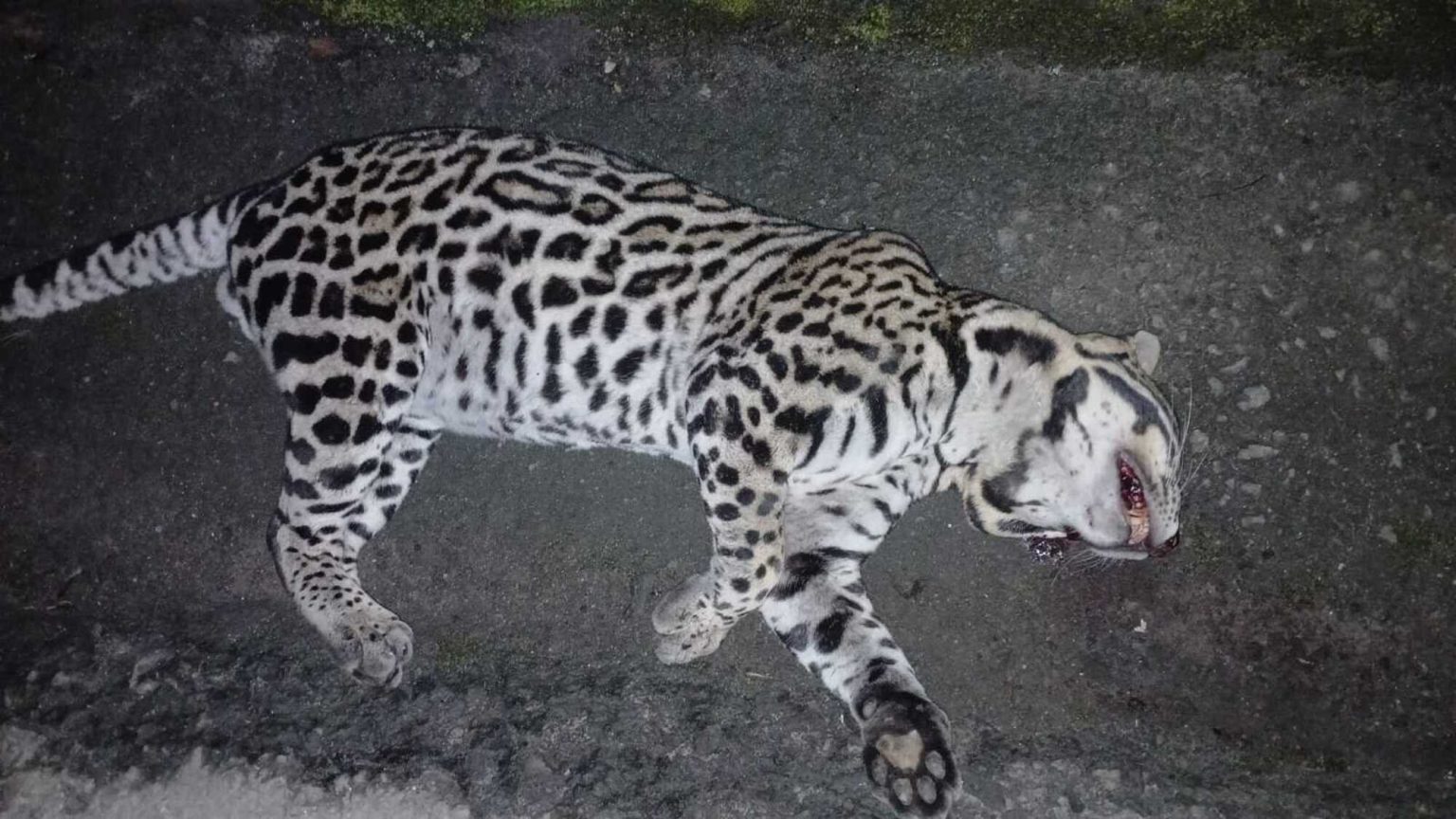 Jaguatirica é vítima fatal de acidente na Rodovia Mogi-Bertioga