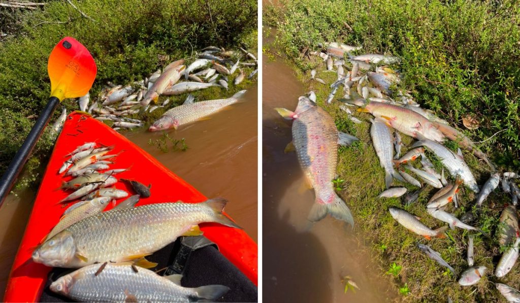 Mistério no Rio do Peixe: dezenas de peixes encontrados mortos em Lindóia enquanto Cetesb investiga