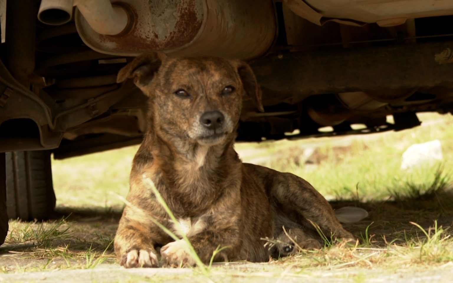 Vacinação gratuita contra raiva para cães e gatos: confira postos em SP