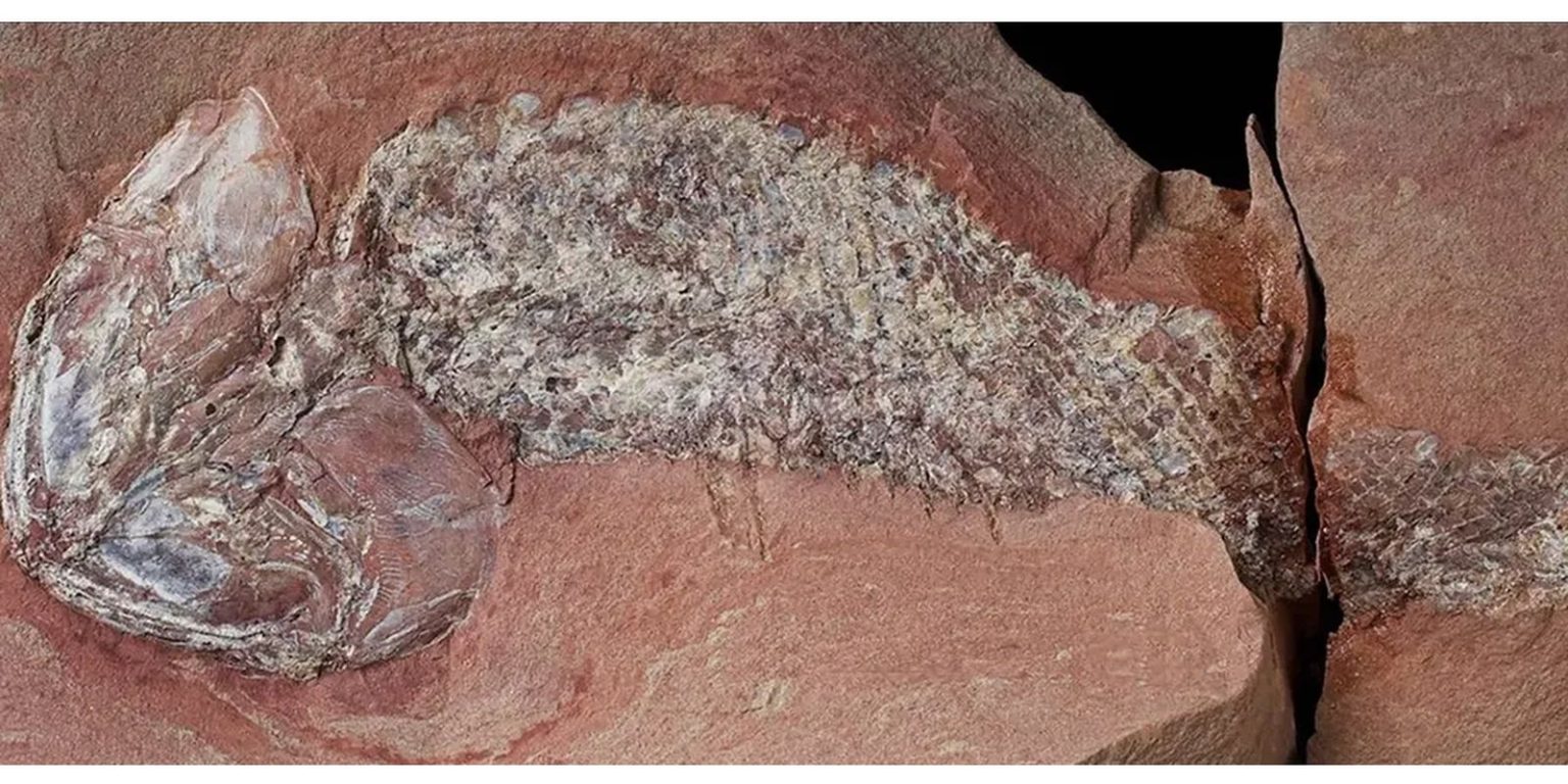 Descoberta de fóssil de peixe pré-histórico em Mato Grosso revela espécie rara e bem preservada